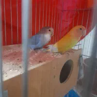 طوطی کوتوله