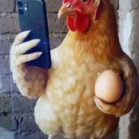 فروش مرغ به صورت عمده و خورده