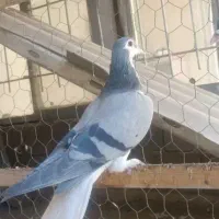 کبوتر لچکی مهر|پرنده|بیستون, |دیوار