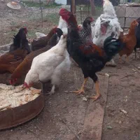 معاوضه خروس لاری جوان با مرغ محلی تخمگذار در اهر