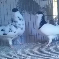 جفت یال شهری میمند|پرنده|میمند, |دیوار