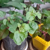 گل و گیاه خانگی و ارزان|گل و گیاه طبیعی|سبزوار, امیر کبیر|دیوار