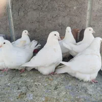 مونداین استسنایی|پرنده|اصفهان, ارغوانیه|دیوار