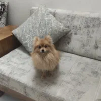 سگ پامر|سگ|اصفهان, خرم|دیوار