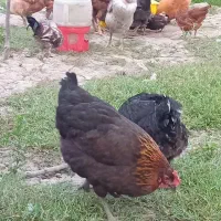 مرغ تخم گذار