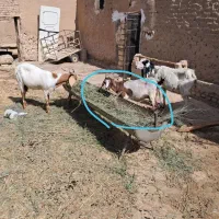 گمشده