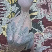 جوجه ملنگوسرلاکی وجوجه گیرینچیک آناناسی دبل رد|پرنده|شیراز, شهرک رضوان|دیوار