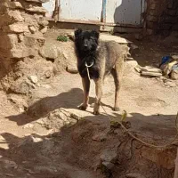 سگ گله بشرط