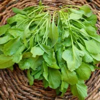 فروش بذر انواع سبزی ،ترب|گل و گیاه طبیعی|رشت, حومه رشت|دیوار