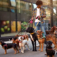 داگ واکر dog walker - ساعتی