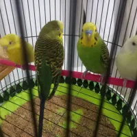 کوتوله و مر غ عشق