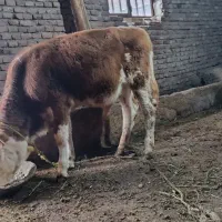 گوساله نر اصل شرابی