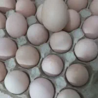 تخم مرغ لاری