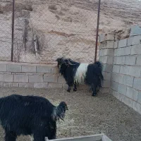 نربز بعده پازن تیشتر|حیوانات مزرعه|مسجد سلیمان, |دیوار
