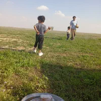 زمین باغ شهری