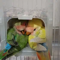جوجه طوطی برزیلی