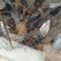 مرغ تخم گذار کبوتر