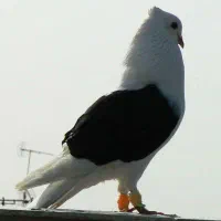 کفتر دوکت