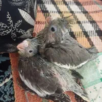 عروس هلندی ..|پرنده|شیراز, حومه شیراز|دیوار