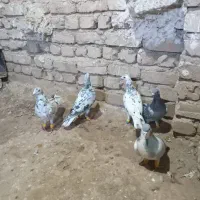 کفتر هفت رنگ|پرنده|الوند, |دیوار