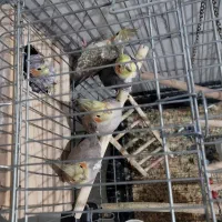 عروس هلندی|پرنده|سرپل ذهاب, |دیوار