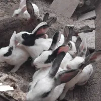 ۱۰ عدد خرگوش سالم دونه ای ۱۰۰