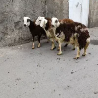 شیشک پلنگی بره قوچ بره ماده