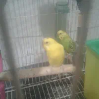 یک جفت مرغ عشق نر ماده