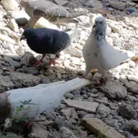 کبوتر