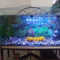 اگهی|ماهی|مریوان, |دیوار