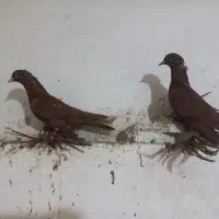 قرمز و ساری بالا
