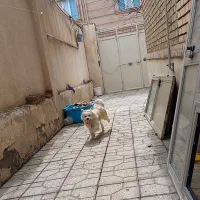 سگ گم شده