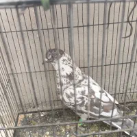 کفتر عالی یک جفت طوق وکفتر های دیگر|پرنده|فردوس (خراسان), |دیوار