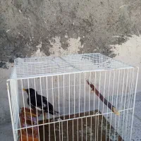 ۸تاعروس هلندی ویک جوجه مینا ۳۶۰۰میلیونوششصدبفروش|پرنده|مشهد, نیزه|دیوار