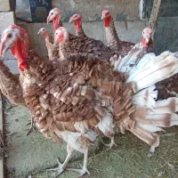 بوقلمون گوشتی