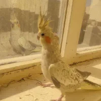 جفت عروس هلندی نر و ماده