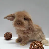 توله خرگوش لوپ عروسکی یونجه پوشال بستر