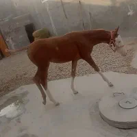 کره مادیان 5 ماهه