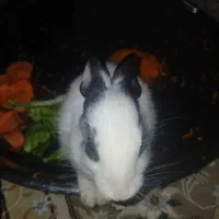 خرگوش خونگی
