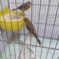 قناری سبز سوخته نرو ماده نزدیک به تخم