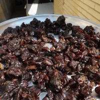 خرما خنیزی و گواردیال و بی هسته|عمدهفروشی|بندرعباس, |دیوار