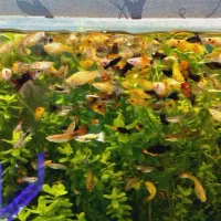 انواع ماهی گیاه خوار