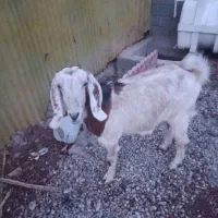 بز ماده|حیوانات مزرعه|رامجین, |دیوار