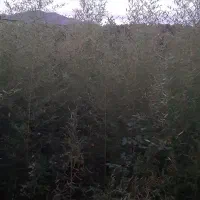 نی خیزران یا بامبو|گل و گیاه طبیعی|لاهیجان, لیل|دیوار