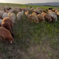 کارگر دامداری و چوپانی