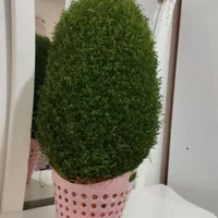 سبزه تپه ای و عروس داماد|گل و گیاه طبیعی|نورآباد, |دیوار