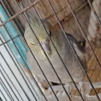 پرنده های اهلی و زیبا