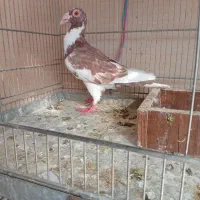 چند جفت کفتر آس