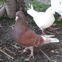 کفتر پرشی وخوب|پرنده|آستانه اشرفیه, |دیوار