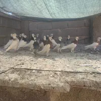 ماده طوقی|پرنده|شیراز, حومه شیراز|دیوار